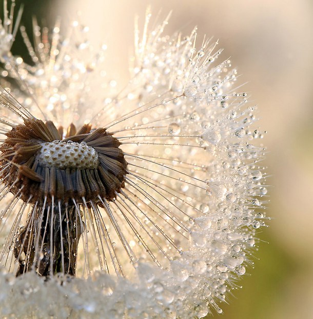 Pluizenbol van een paardenbloem vol dauwdruppels