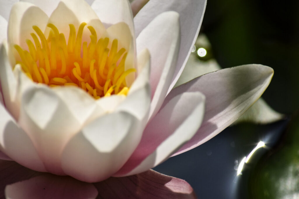 Witte waterlelie in bloei met een geel hart