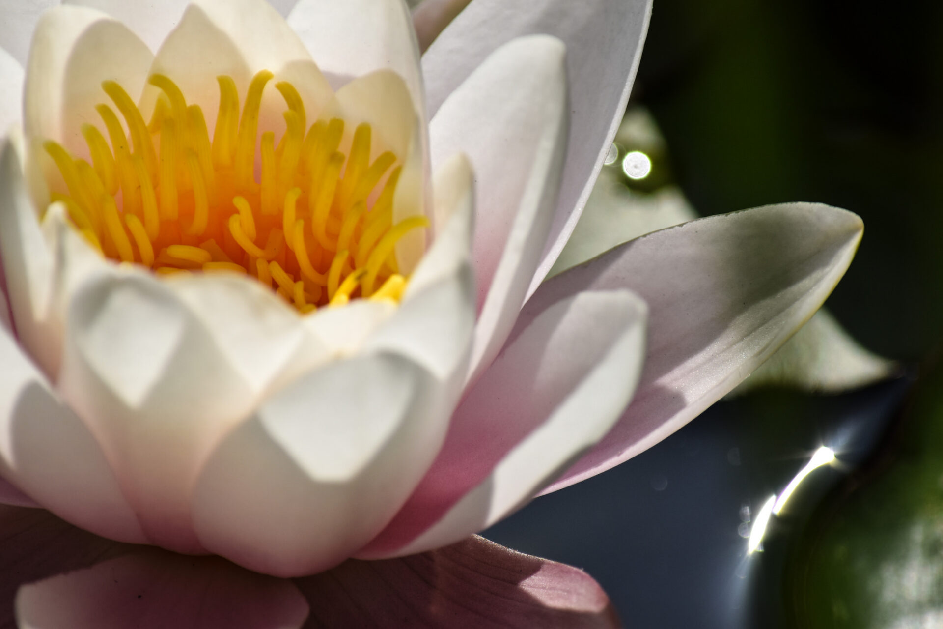 Witte waterlelie in bloei met een geel hart tegen donker water